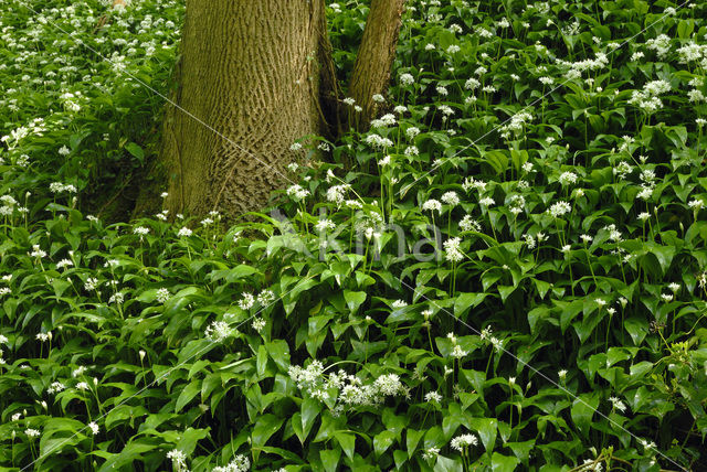 Daslook (Allium ursinum)