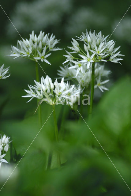 Ramsons (Allium ursinum)