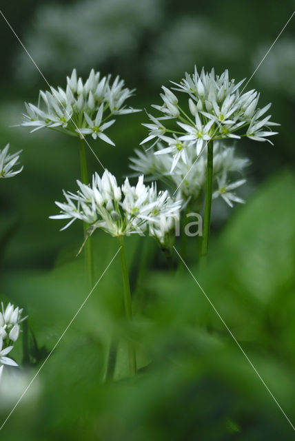 Daslook (Allium ursinum)