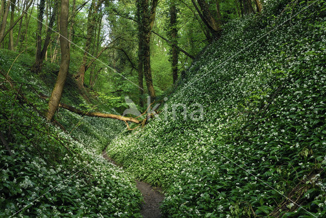 Ramsons (Allium ursinum)