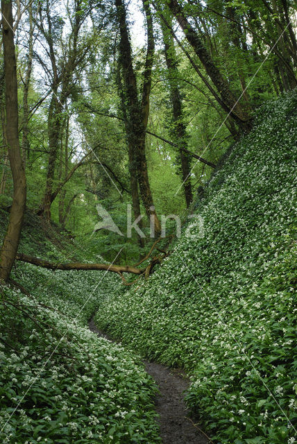 Ramsons (Allium ursinum)