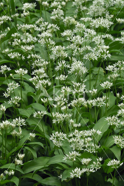 Ramsons (Allium ursinum)