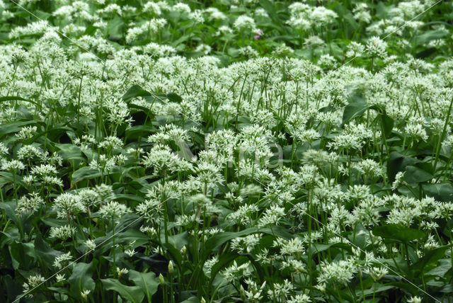 Ramsons (Allium ursinum)