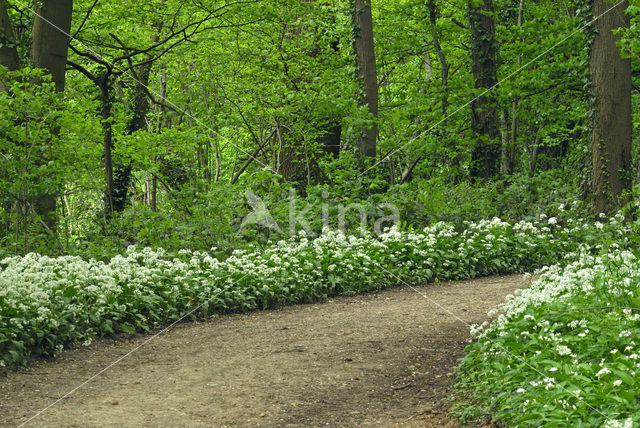 Daslook (Allium ursinum)