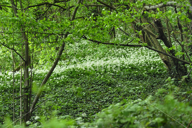 Daslook (Allium ursinum)