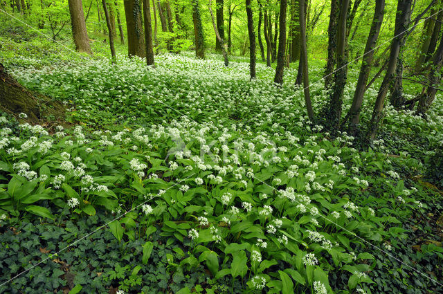 Daslook (Allium ursinum)