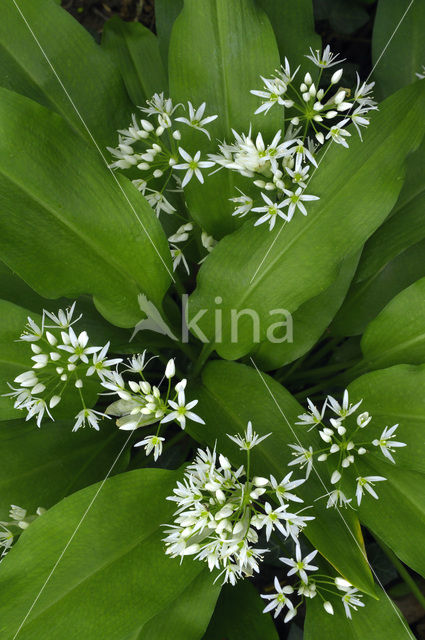 Daslook (Allium ursinum)