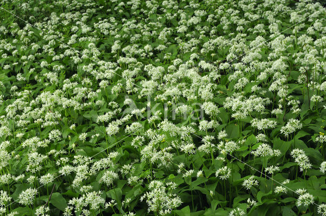 Ramsons (Allium ursinum)