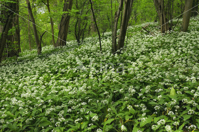 Daslook (Allium ursinum)