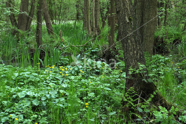 Marsh Marigold (Caltha palustris)