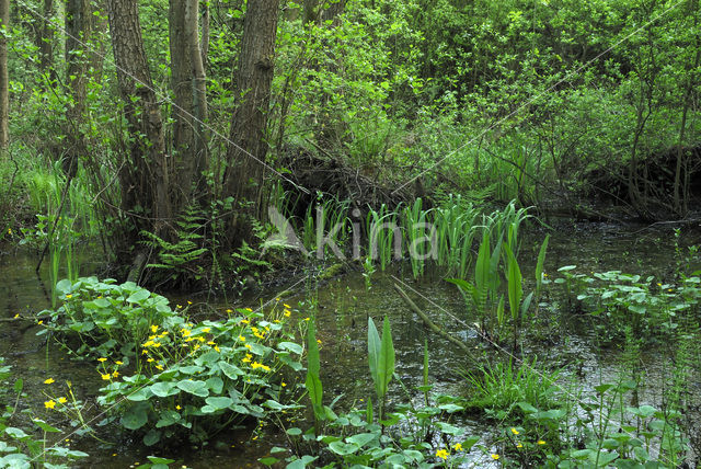 Marsh Marigold (Caltha palustris)