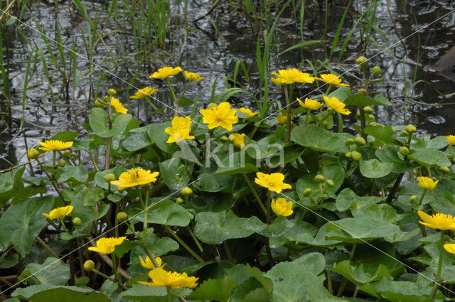 Dotterbloem (Caltha palustris)