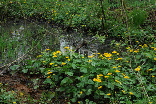 Marsh Marigold (Caltha palustris)