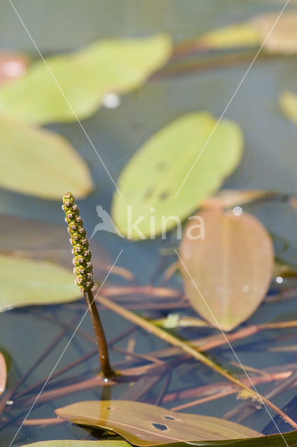 Drijvend fonteinkruid (Potamogeton natans)