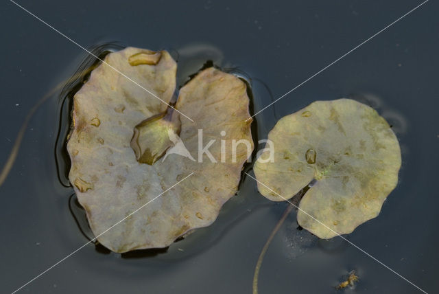 Floating Waterplantain (Luronium natans)