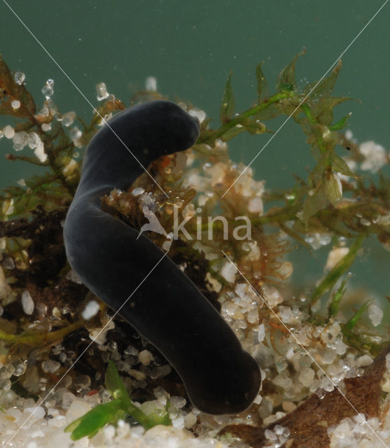 Dugesia lugubris
