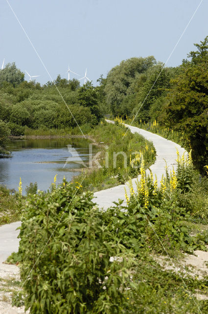 Duinen van Voorne