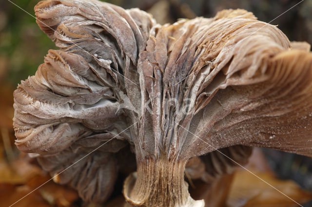 Echte honingzwam (Armillaria mellea)