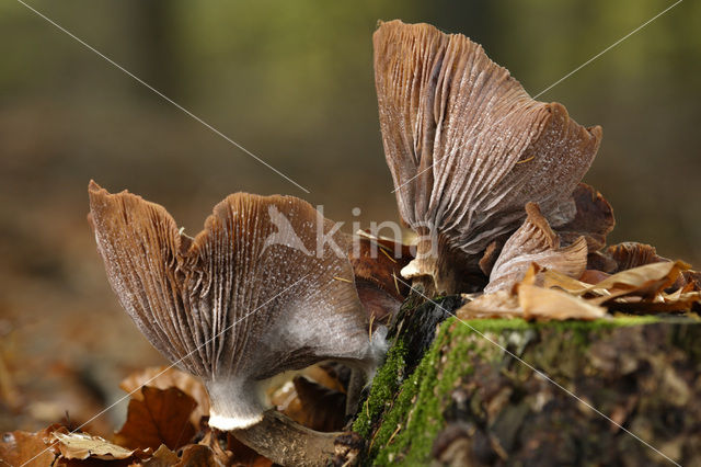 Echte honingzwam (Armillaria mellea)