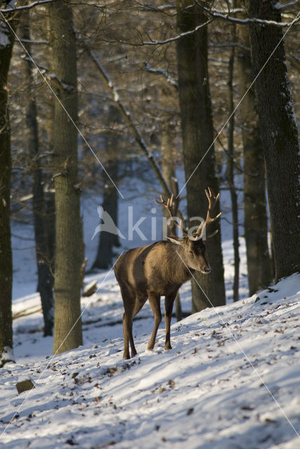 Red Deer (Cervus elaphus)