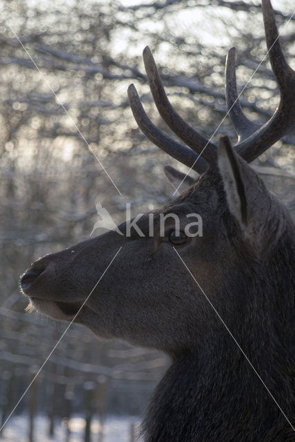 Red Deer (Cervus elaphus)