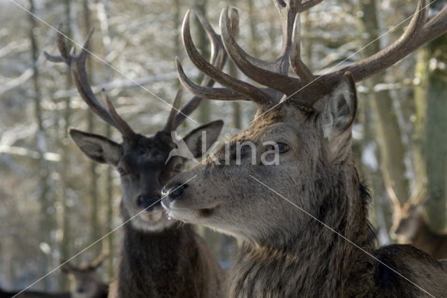 Red Deer (Cervus elaphus)