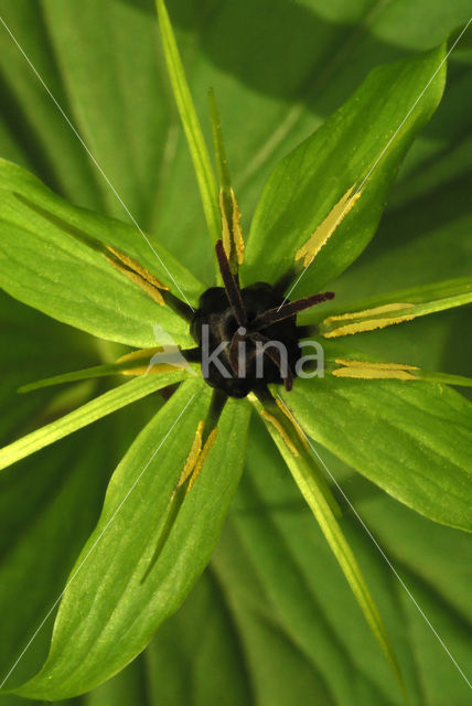 Eenbes (Paris quadrifolia)