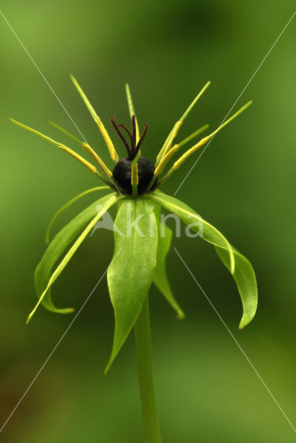 Eenbes (Paris quadrifolia)