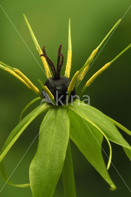 Eenbes (Paris quadrifolia)