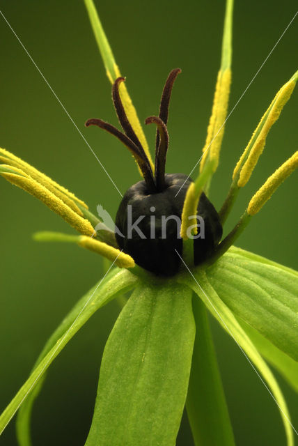 Eenbes (Paris quadrifolia)