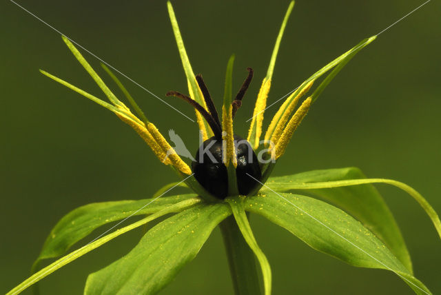 Herb-Paris