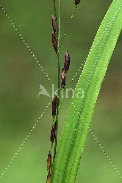 Eenbloemig parelgras (Melica uniflora)