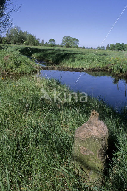 Europese bever (Castor fiber)