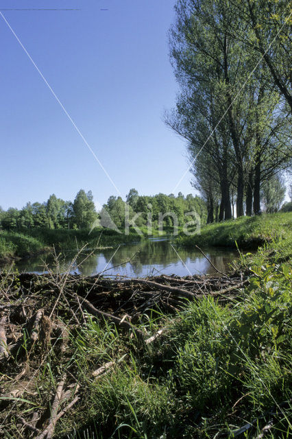 Europese bever (Castor fiber)