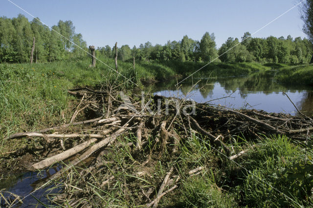 Eurasian beaver (Castor fiber)