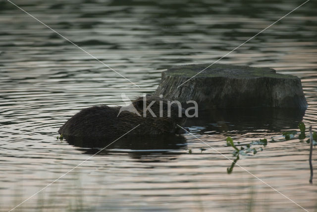 Eurasian beaver (Castor fiber)