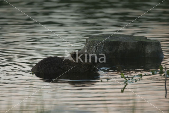 Europese bever (Castor fiber)