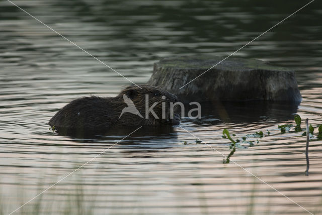 Eurasian beaver (Castor fiber)