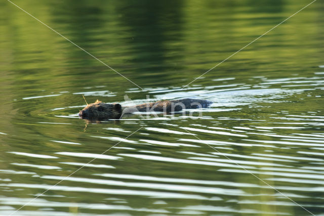 Europese bever (Castor fiber)