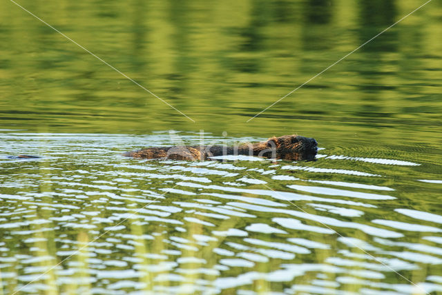 Europese bever (Castor fiber)