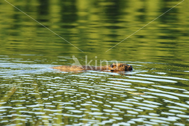 Eurasian beaver (Castor fiber)