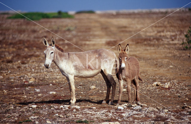 Donkey (Equus asinus)