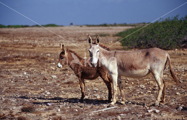 Ezel (Equus asinus)