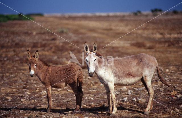 Donkey (Equus asinus)