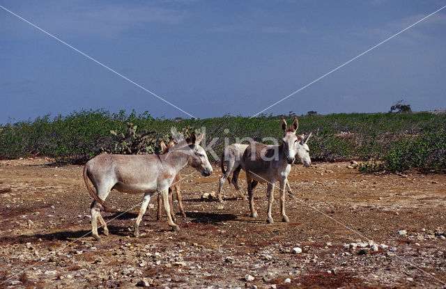 Donkey (Equus asinus)