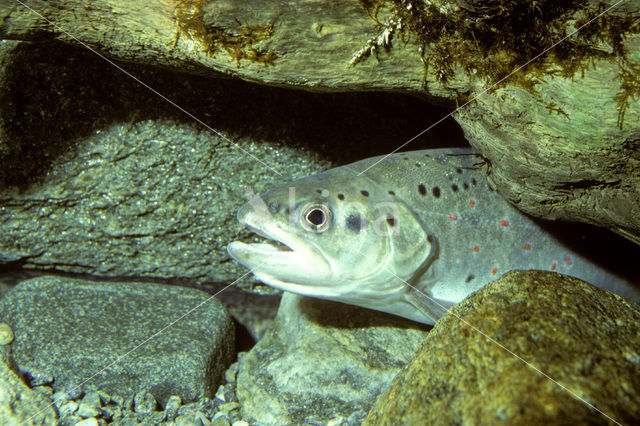 Brown Trout (Salmo trutta fario)