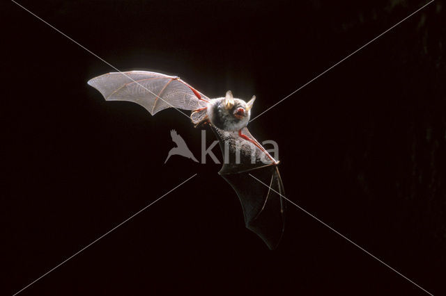 Franjestaart (Myotis nattereri)