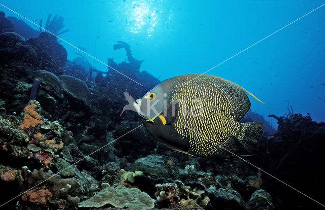 French Angelfish (Pomacanthus paru)