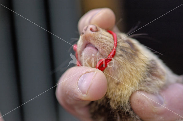 Ferret (Mustela putorius furo)