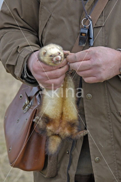 Fret (Mustela putorius furo)